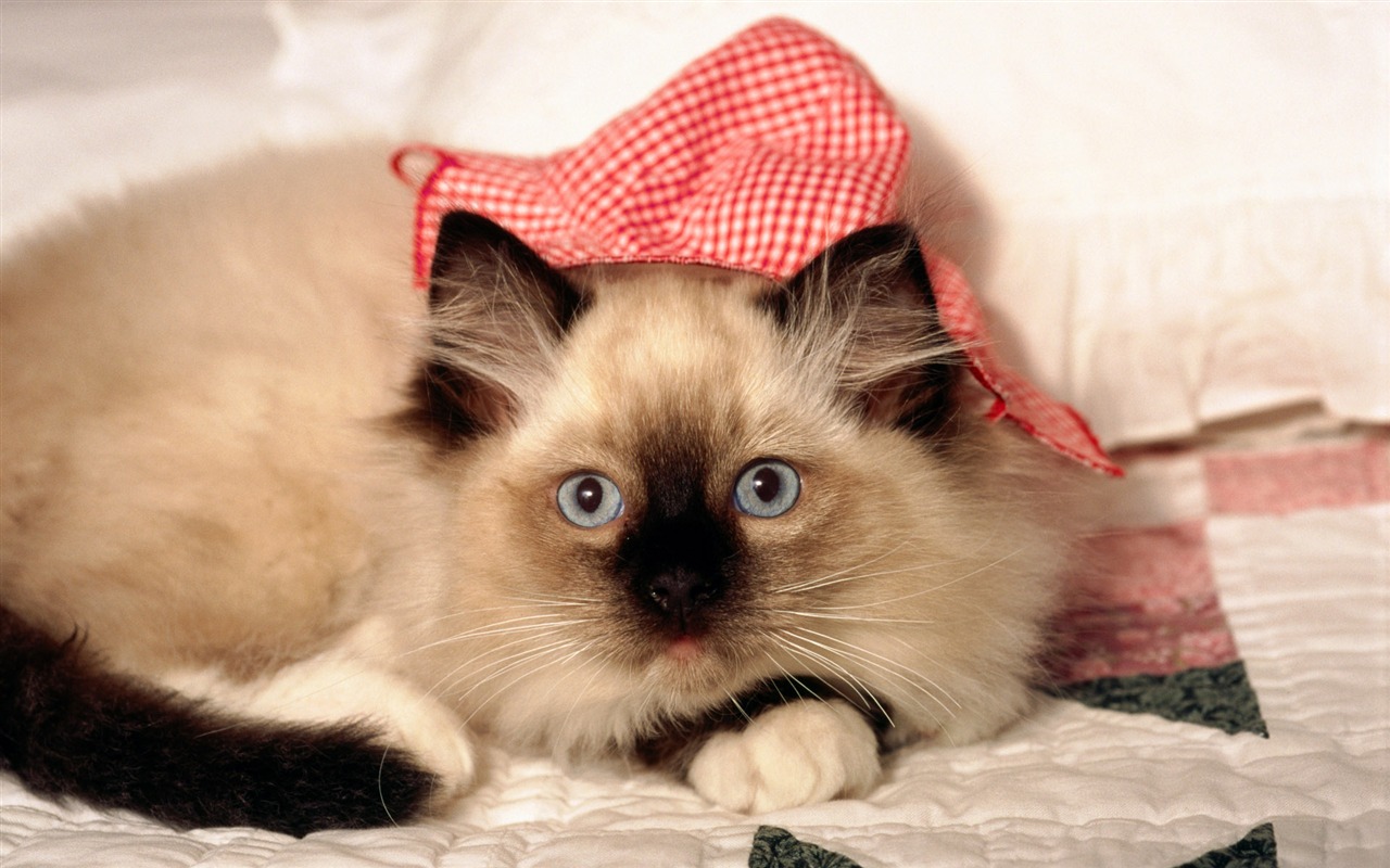 HD Wallpaper cute cat Foto #2 - 1280x800