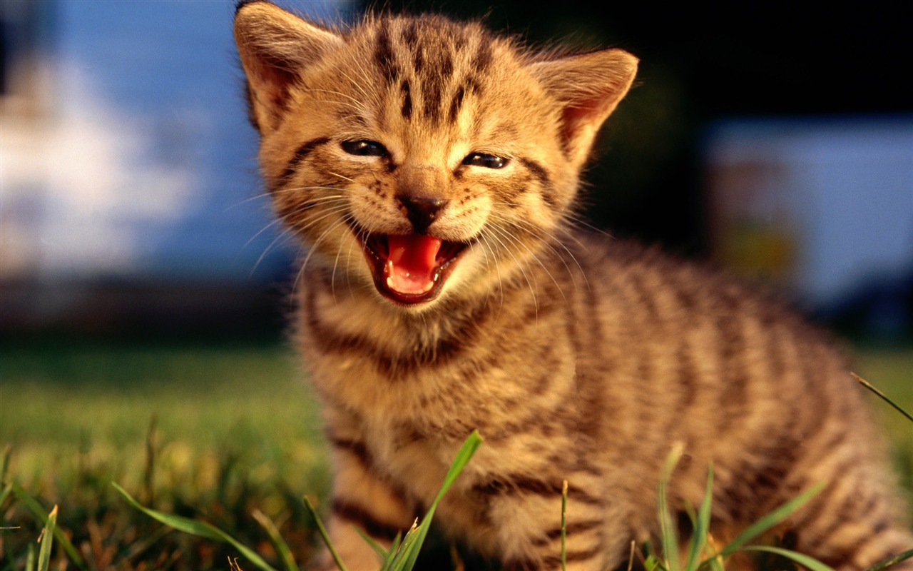 HD wallpaper cute cat photo #3 - 1280x800