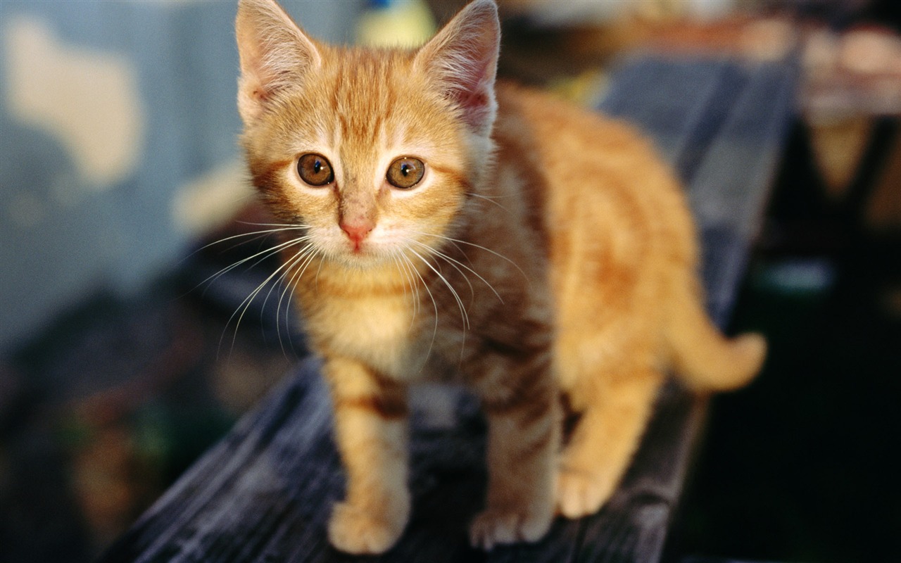 HD wallpaper cute cat photo #6 - 1280x800
