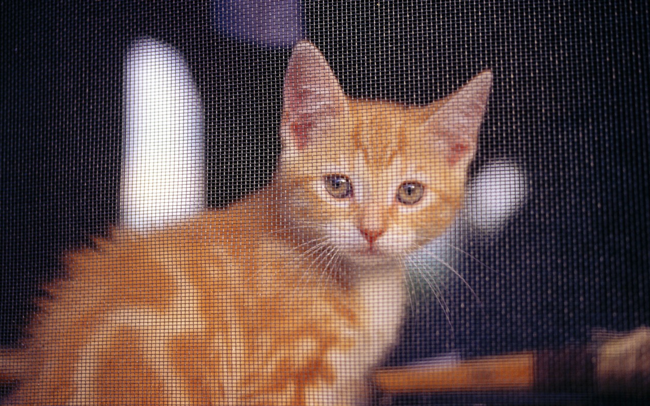 HD fotografía de fondo lindo gatito #10 - 1280x800