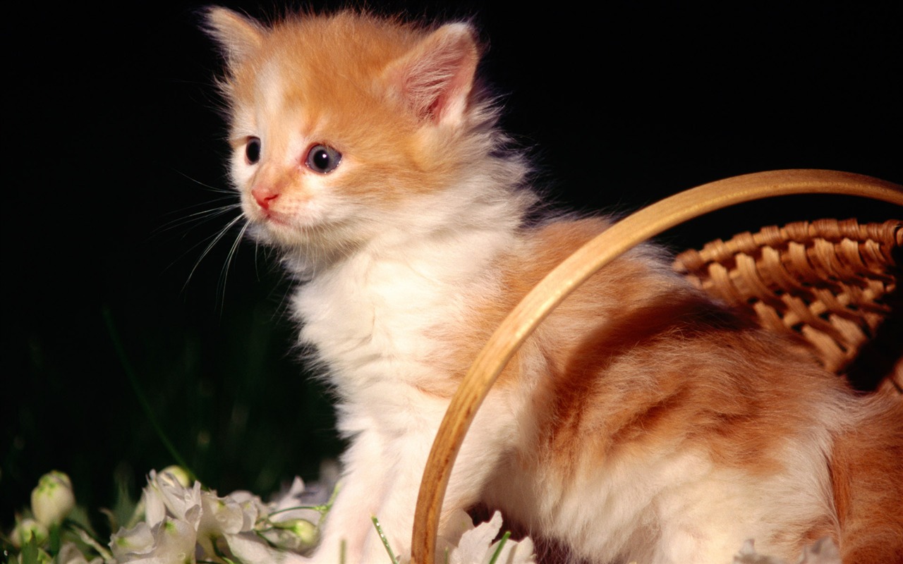HD fotografía de fondo lindo gatito #13 - 1280x800