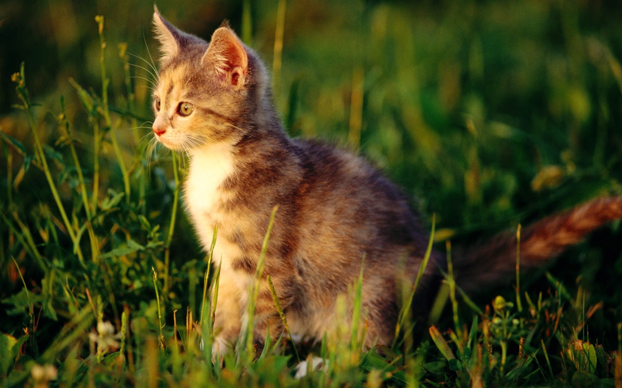 HD fotografía de fondo lindo gatito #15 - 1280x800