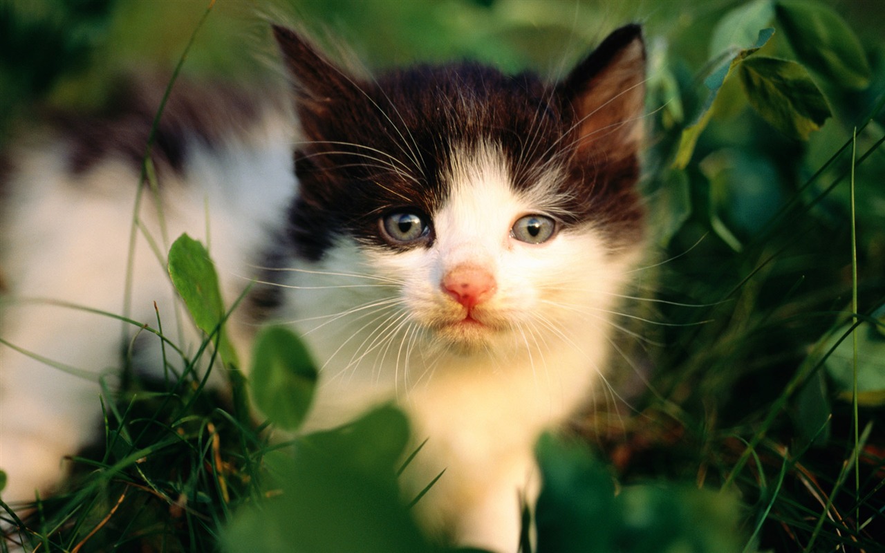 HD fotografía de fondo lindo gatito #25 - 1280x800