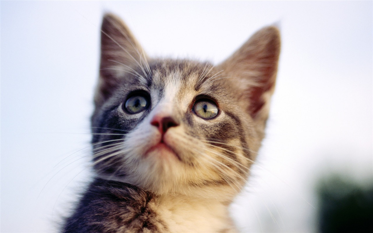 HD fotografía de fondo lindo gatito #26 - 1280x800