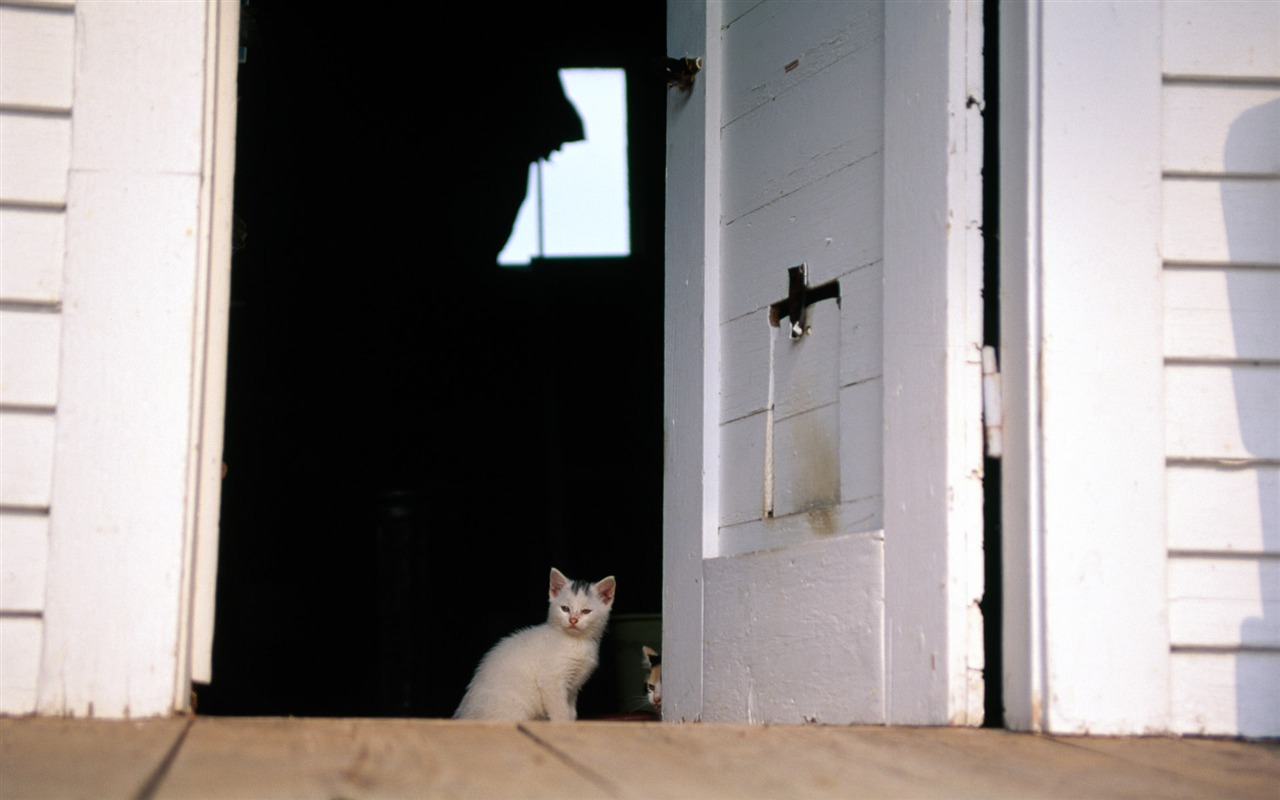 HD fotografía de fondo lindo gatito #36 - 1280x800