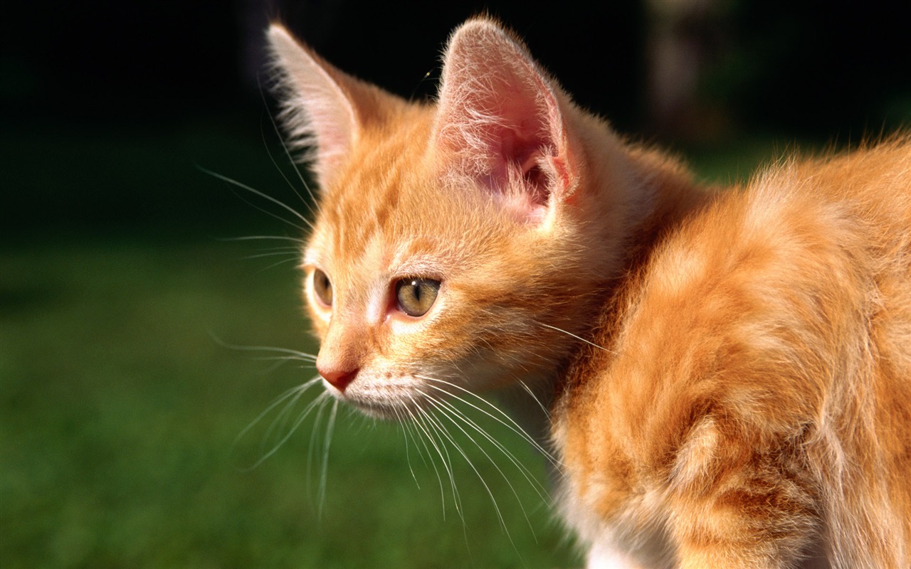 HD fotografía de fondo lindo gatito #37 - 1280x800