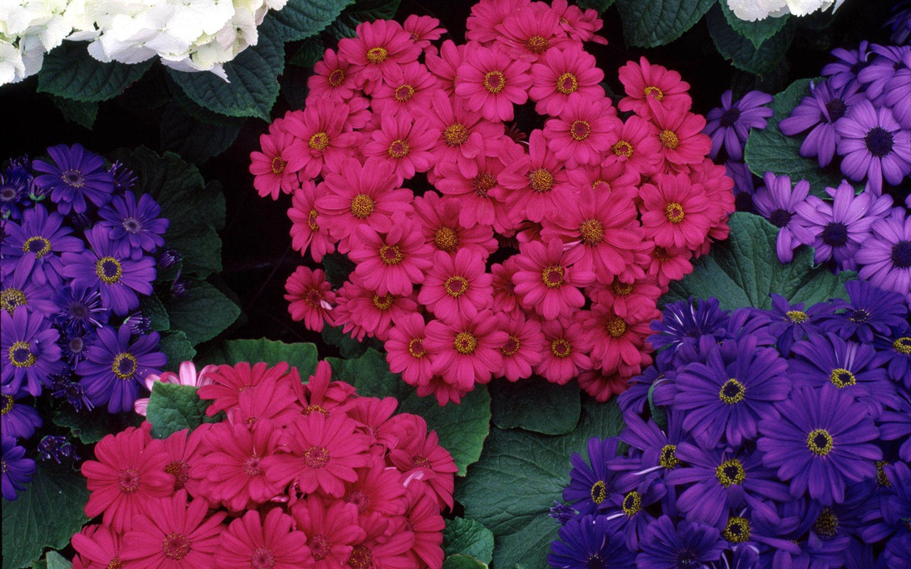 HD papel tapiz flores en plena floración #28 - 1280x800