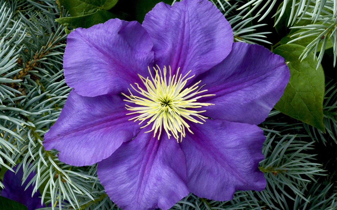 fleurs d'écran HD en pleine floraison #34 - 1280x800