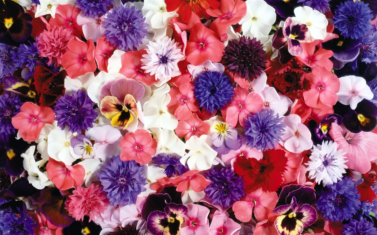 Rodeado de flores impresionantes fondos de escritorio #1 - 1280x800