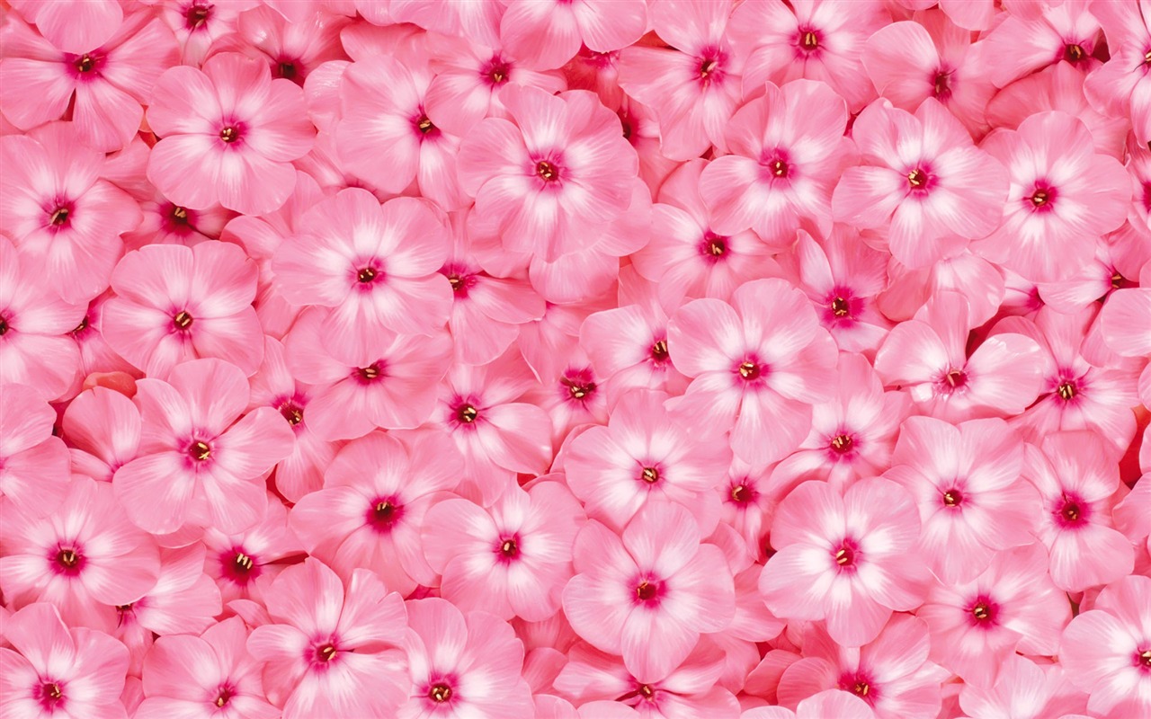 Surrounded by stunning flowers wallpaper #14 - 1280x800