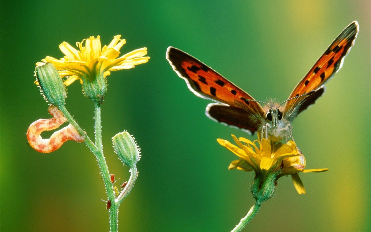 Magnifique écran mondiale des animaux #1 - 1280x800