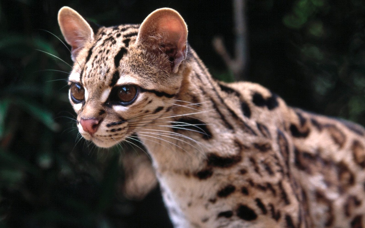 Magnifique écran mondiale des animaux #9 - 1280x800