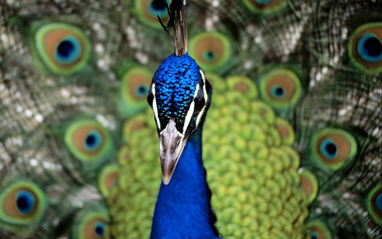 Magnifique écran mondiale des animaux #12 - 1280x800