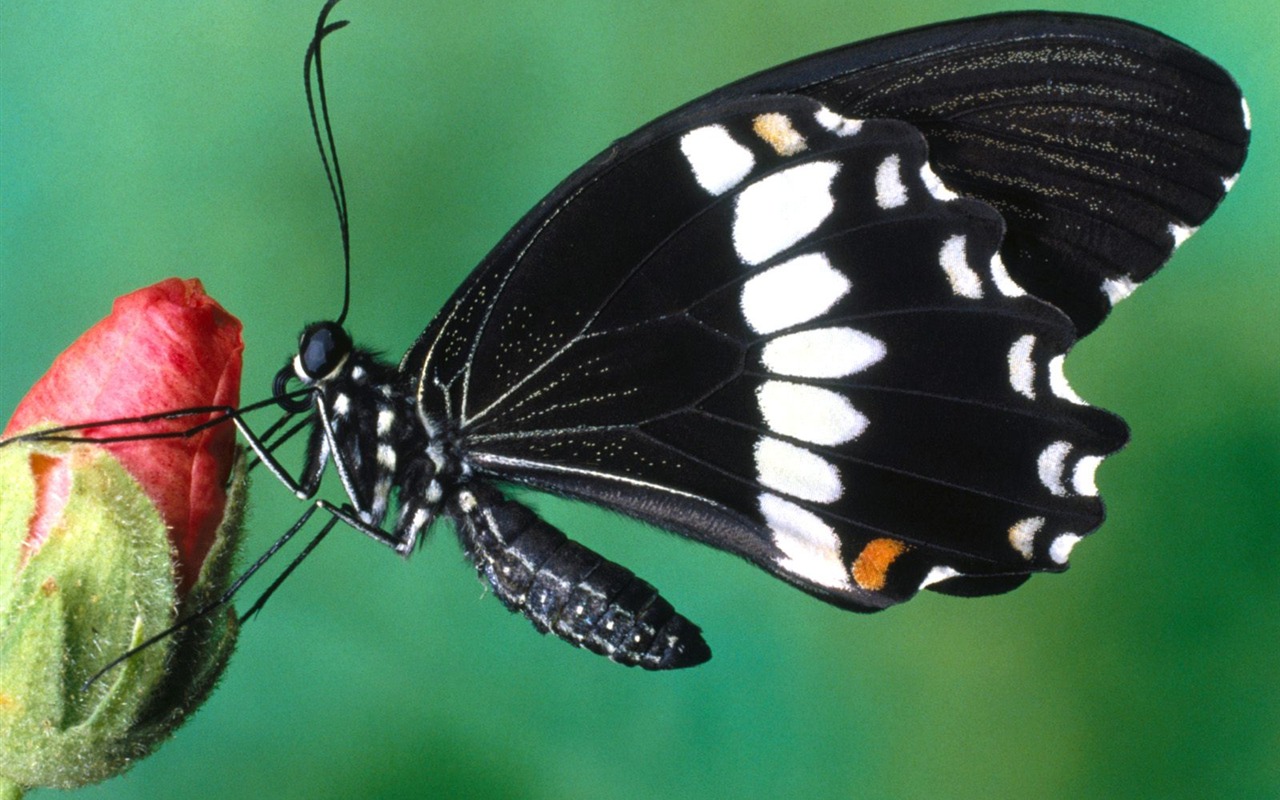 Magnifique écran mondiale des animaux #13 - 1280x800