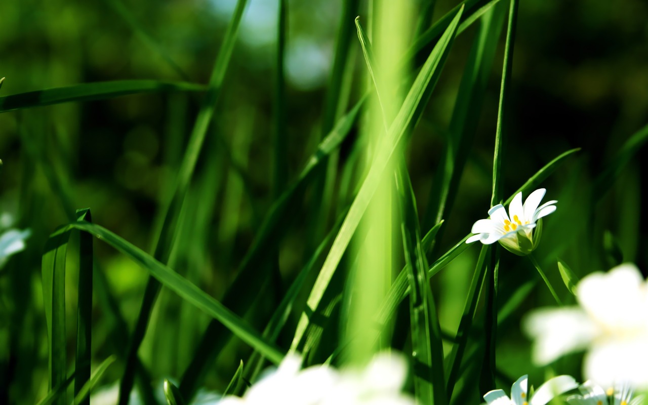 宽屏高清植物壁纸2 - 1280x800