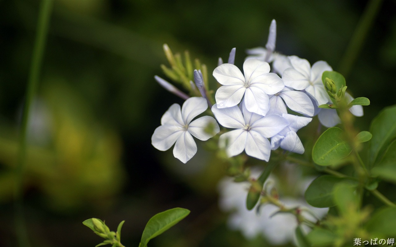 个人花卉摄影高清壁纸16 - 1280x800