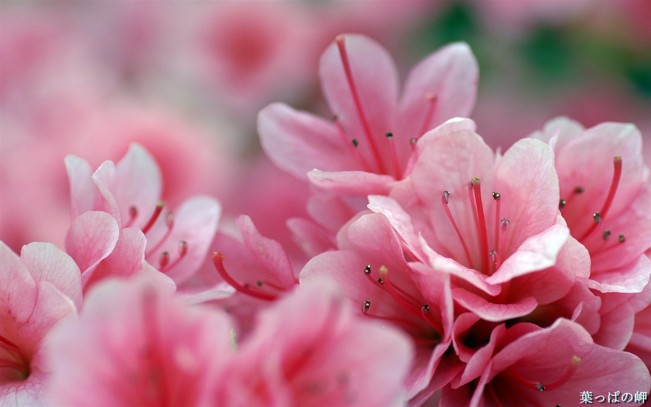 Osobní Květiny HD Tapety na plochu #45 - 1280x800