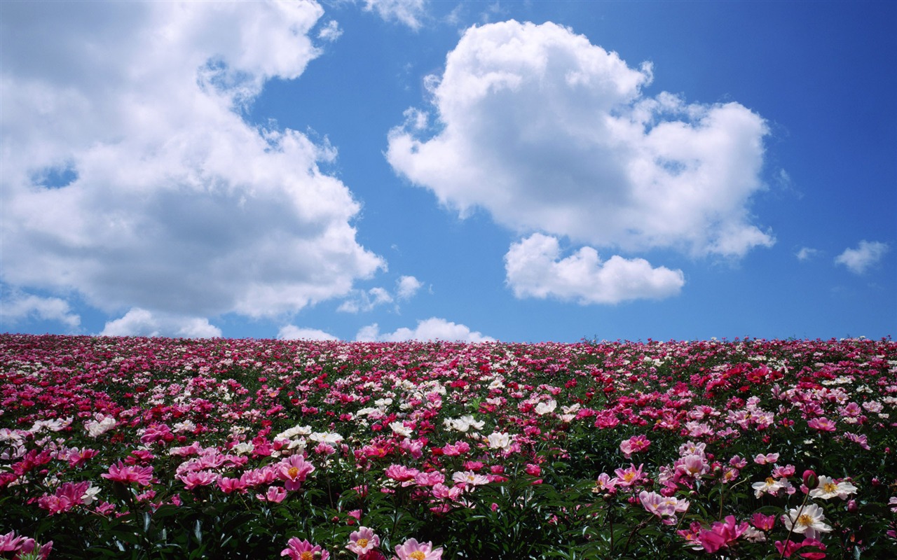 Blauer Himmel, weiße Wolken und Blumen Wallpaper #4 - 1280x800