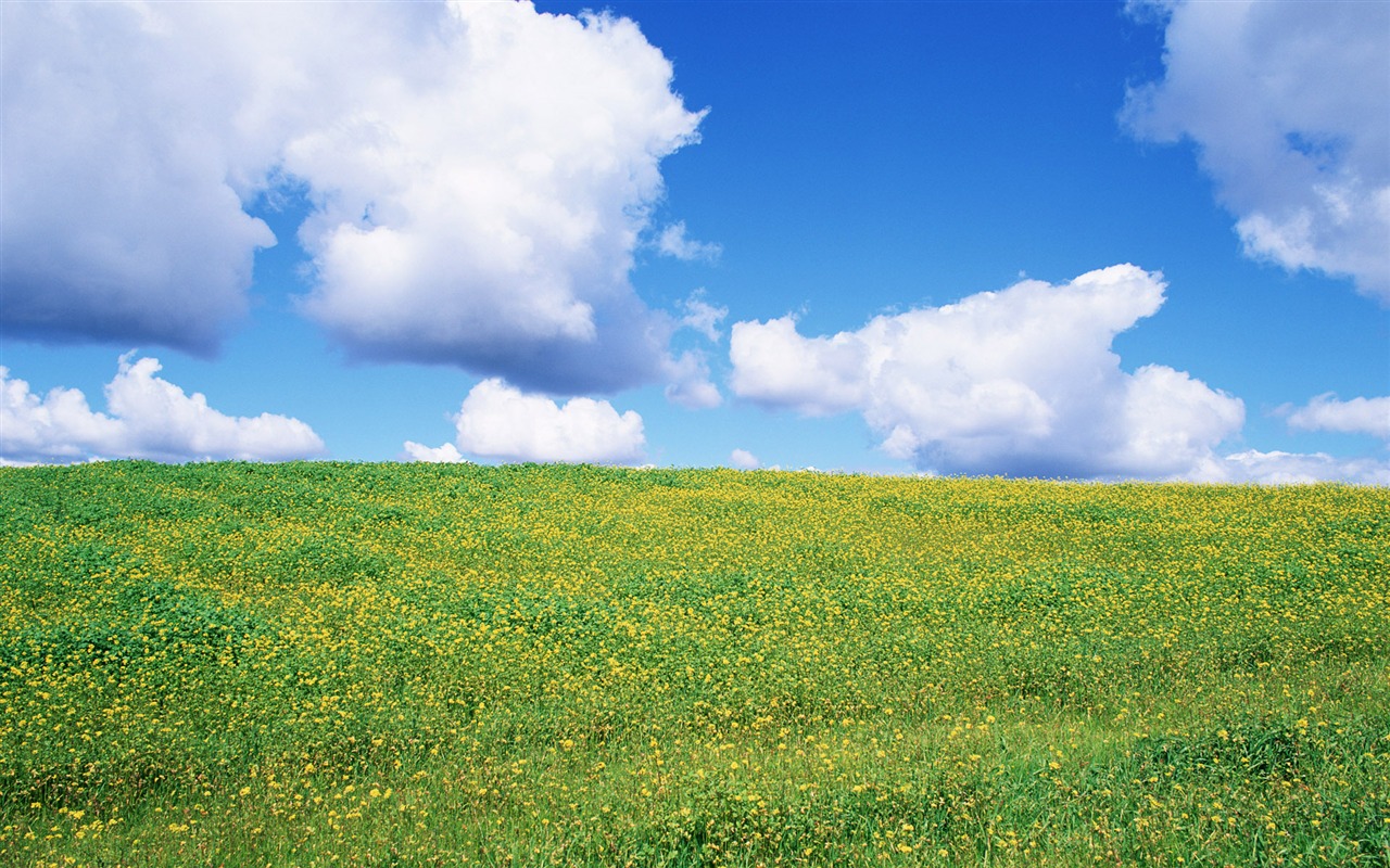 Blauer Himmel, weiße Wolken und Blumen Wallpaper #10 - 1280x800