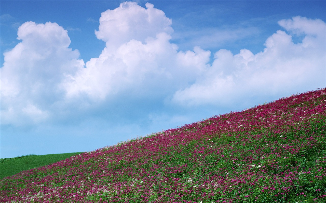 青い空白い雲や花の壁紙 #13 - 1280x800