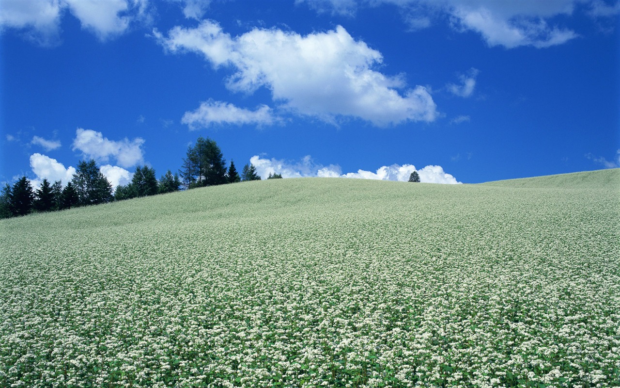 Blue Sky bílé mraky a květiny tapety #17 - 1280x800