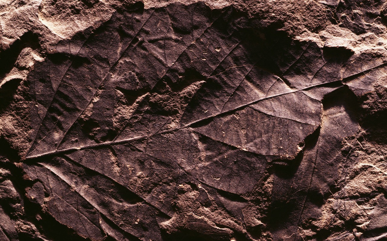 千年生物壁纸专辑(二)8 - 1280x800