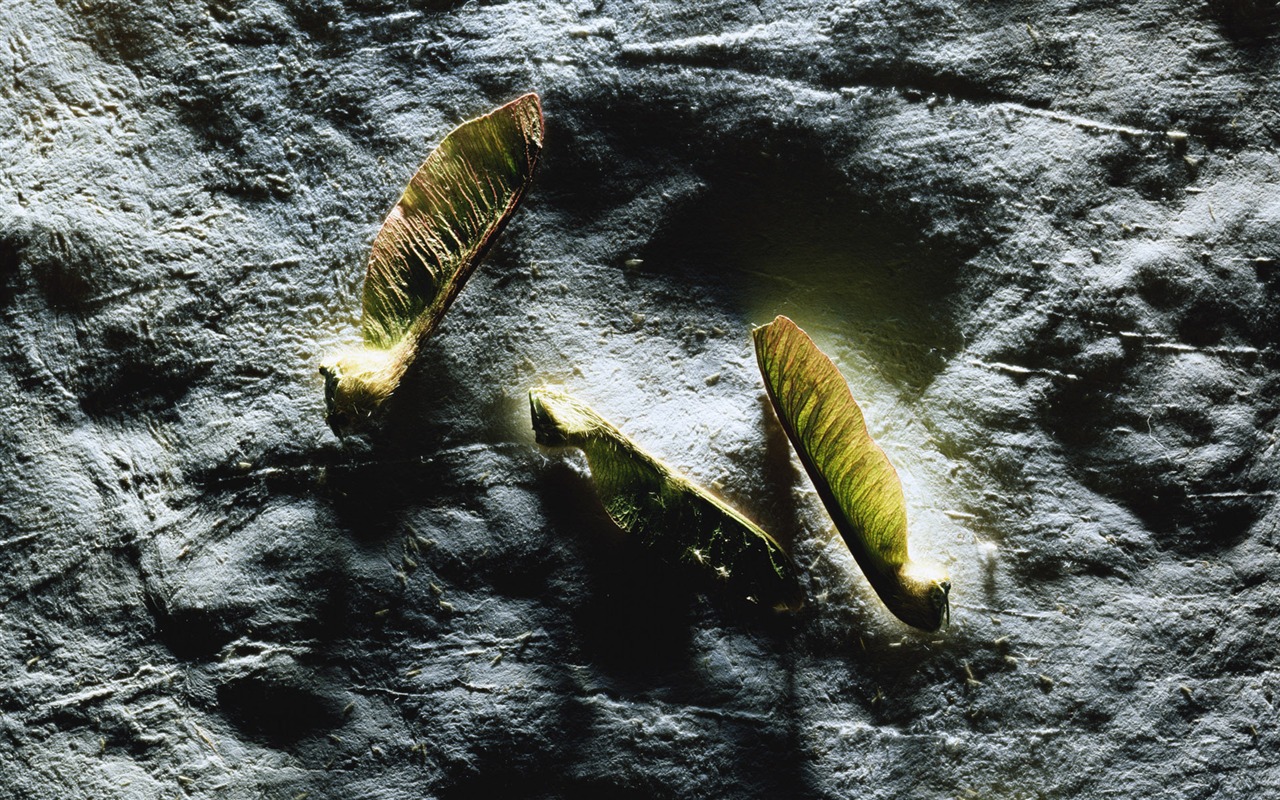 tisíciletí biologický Wallpaper Album (2) #17 - 1280x800