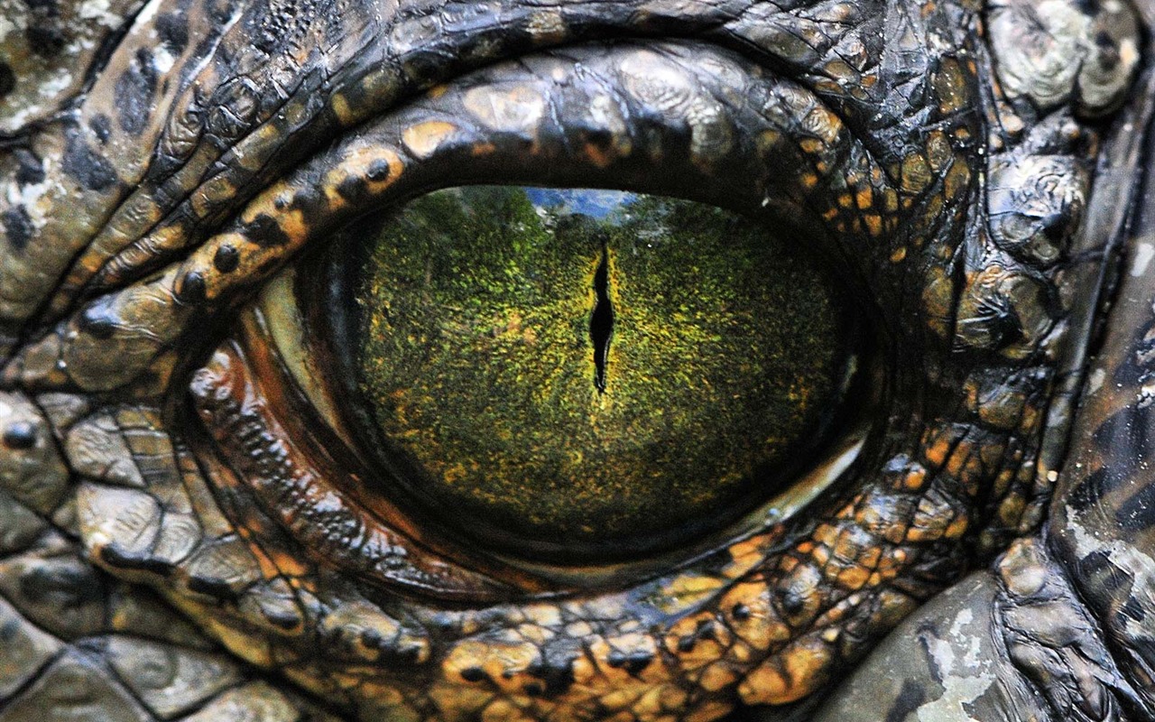 National Geographic Bilder Animal Artikeln (1) #18 - 1280x800