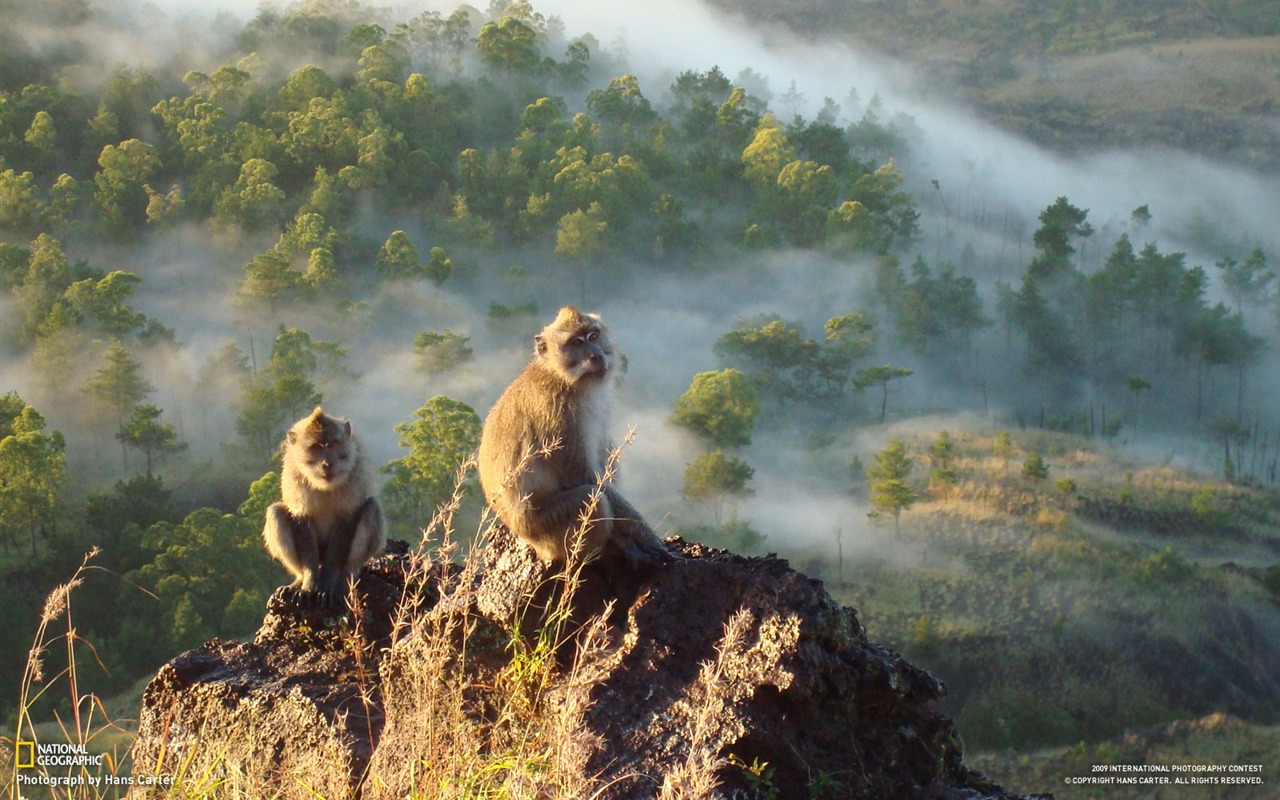 ナショナルジオグラフィックの壁紙動物の記事(1) #19 - 1280x800