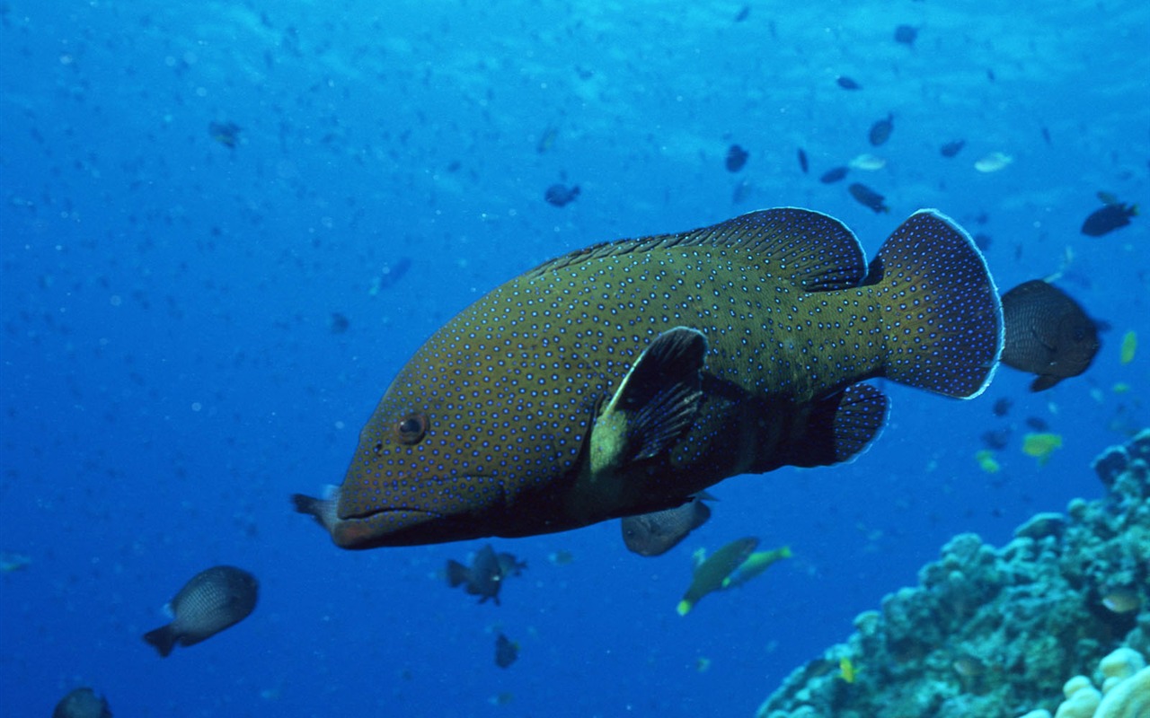 Deep Blue Underwater World Wallpaper #5 - 1280x800