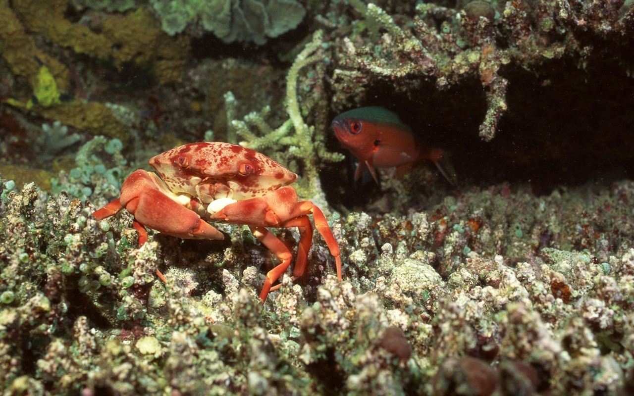 Deep Blue Underwater World Wallpaper #10 - 1280x800