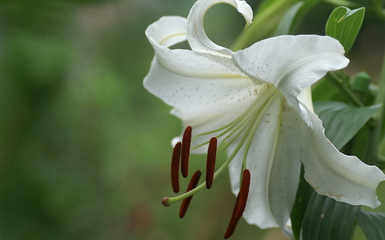 絶妙な花の壁紙 #11 - 1280x800