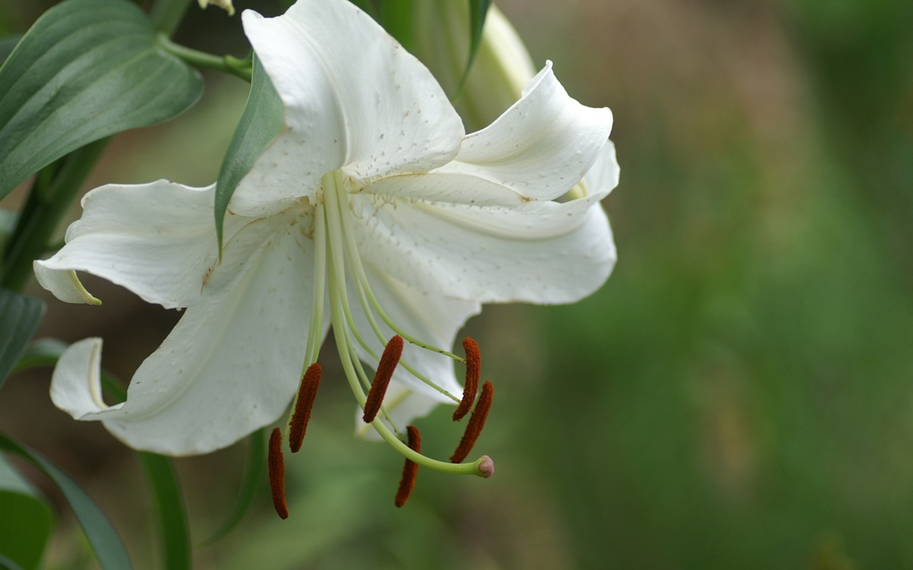 絶妙な花の壁紙 #12 - 1280x800