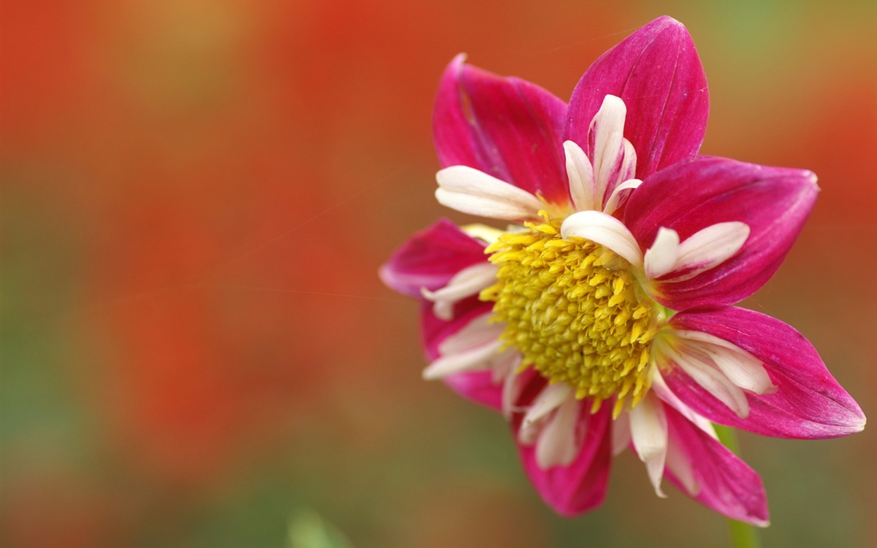 Exquisite Flowers Wallpapers #22 - 1280x800