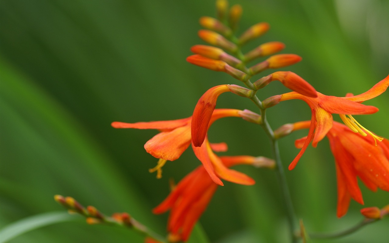 絶妙な花の壁紙 #26 - 1280x800