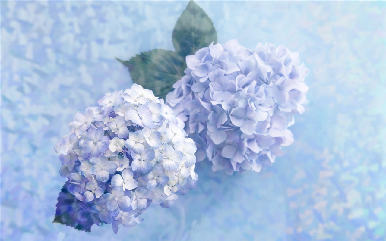 꽃 선물 용품 (4) 바탕 화면의 HD #8 - 1280x800
