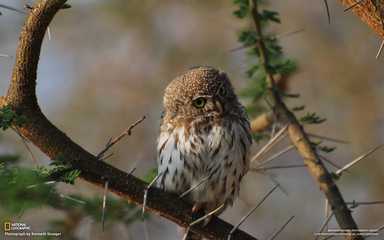 National Geographic Bilder Animal Artikel (2) #12 - 1280x800