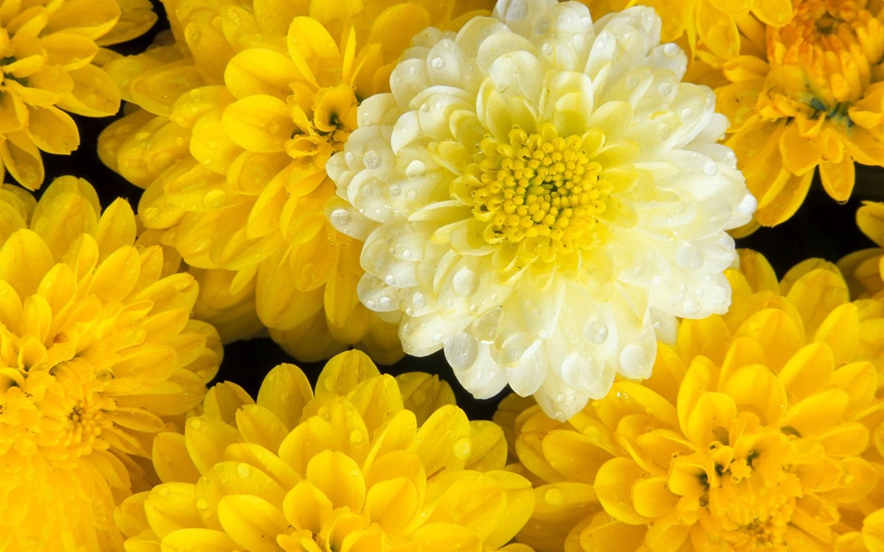 Květiny close-up (7) #12 - 1280x800