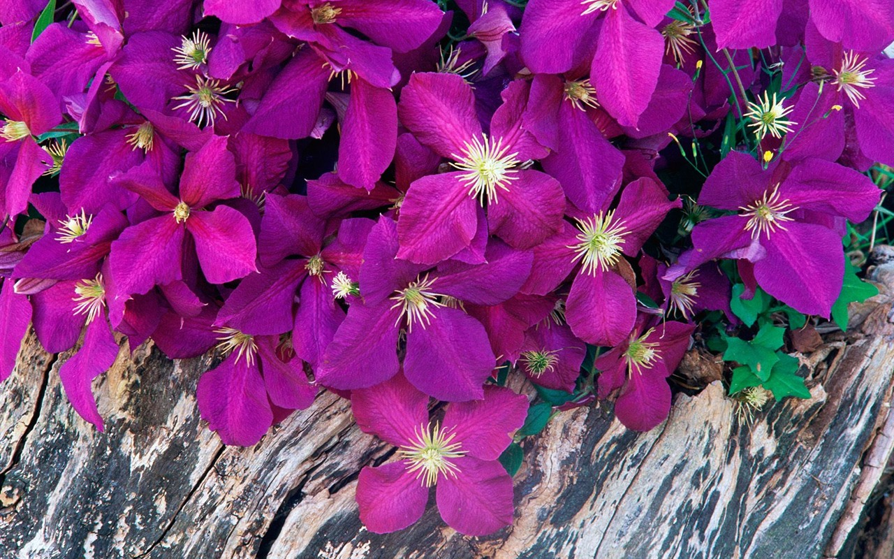 Květiny close-up (7) #17 - 1280x800