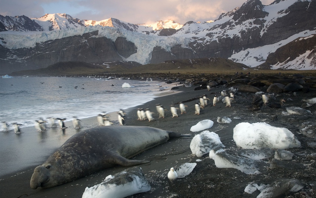 National Geographic Обои животных статьи (3) #4 - 1280x800