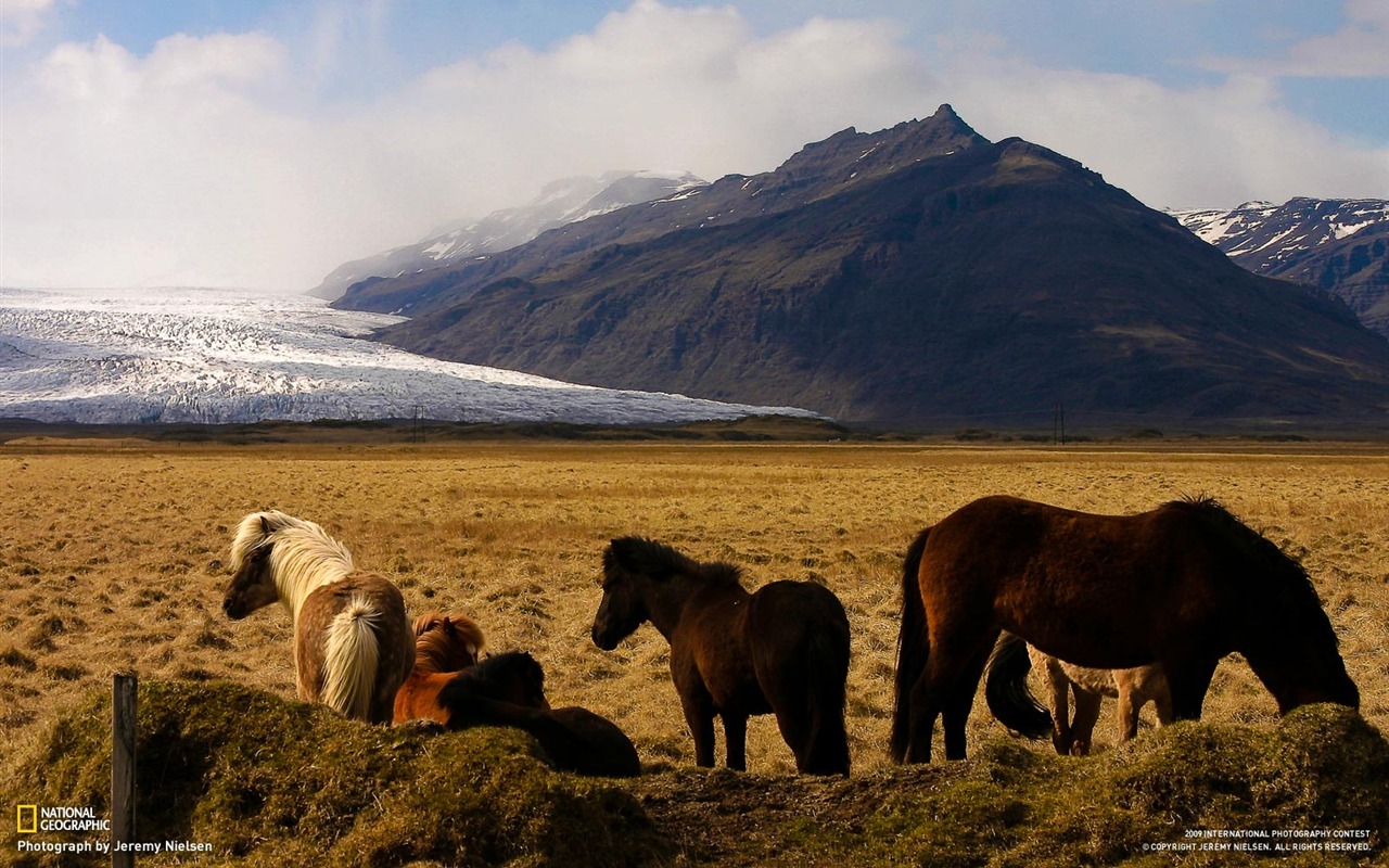 National Geographic Wallpapers articles animale (3) #13 - 1280x800