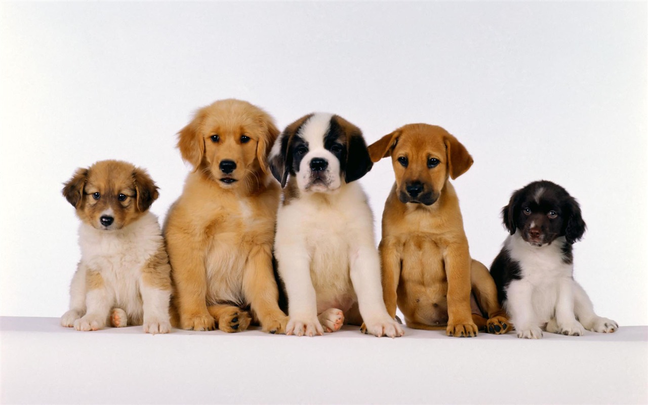 Puppy Photo HD wallpapers (1) #1 - 1280x800