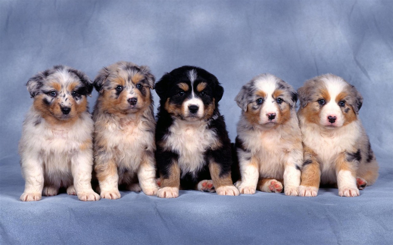 Puppy Photo HD wallpapers (1) #2 - 1280x800