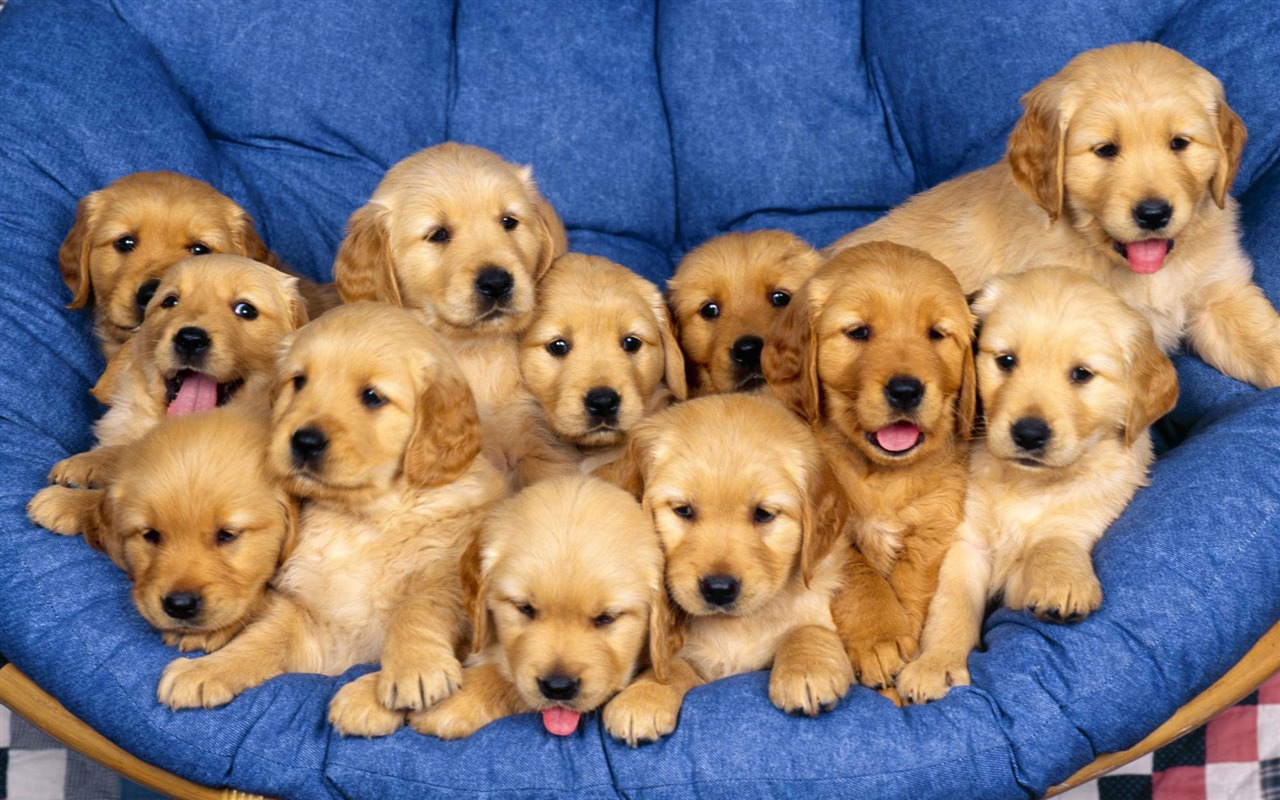 Puppy Photo HD wallpapers (1) #3 - 1280x800