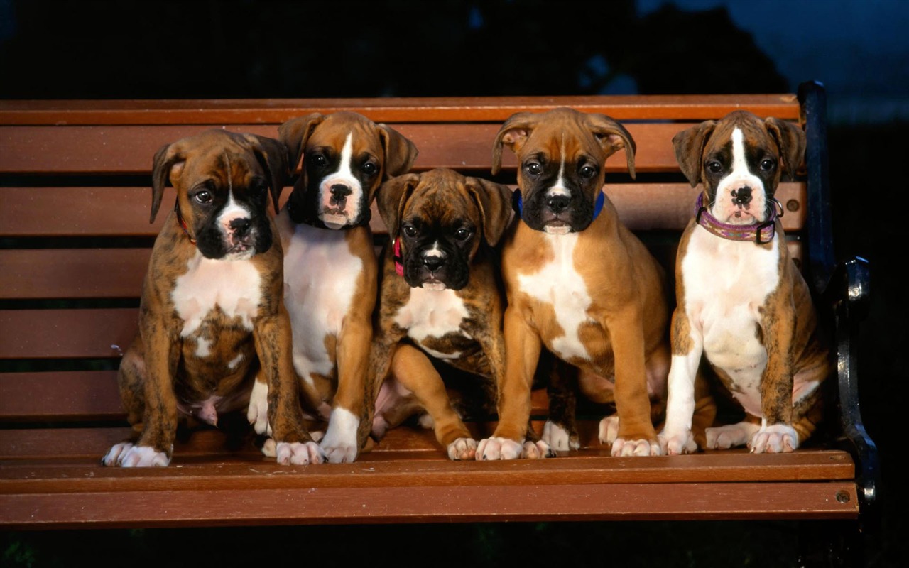 Puppy Photo HD wallpapers (1) #5 - 1280x800