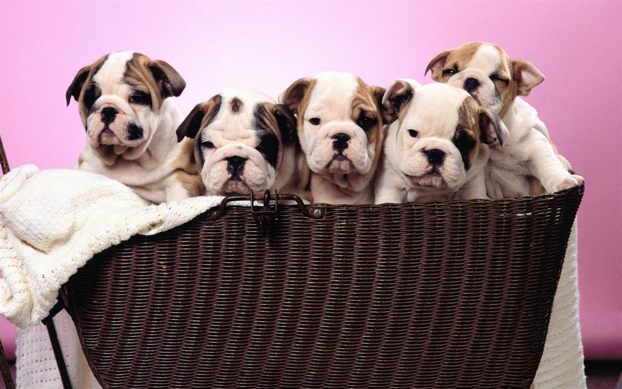 Puppy Photo HD wallpapers (1) #6 - 1280x800