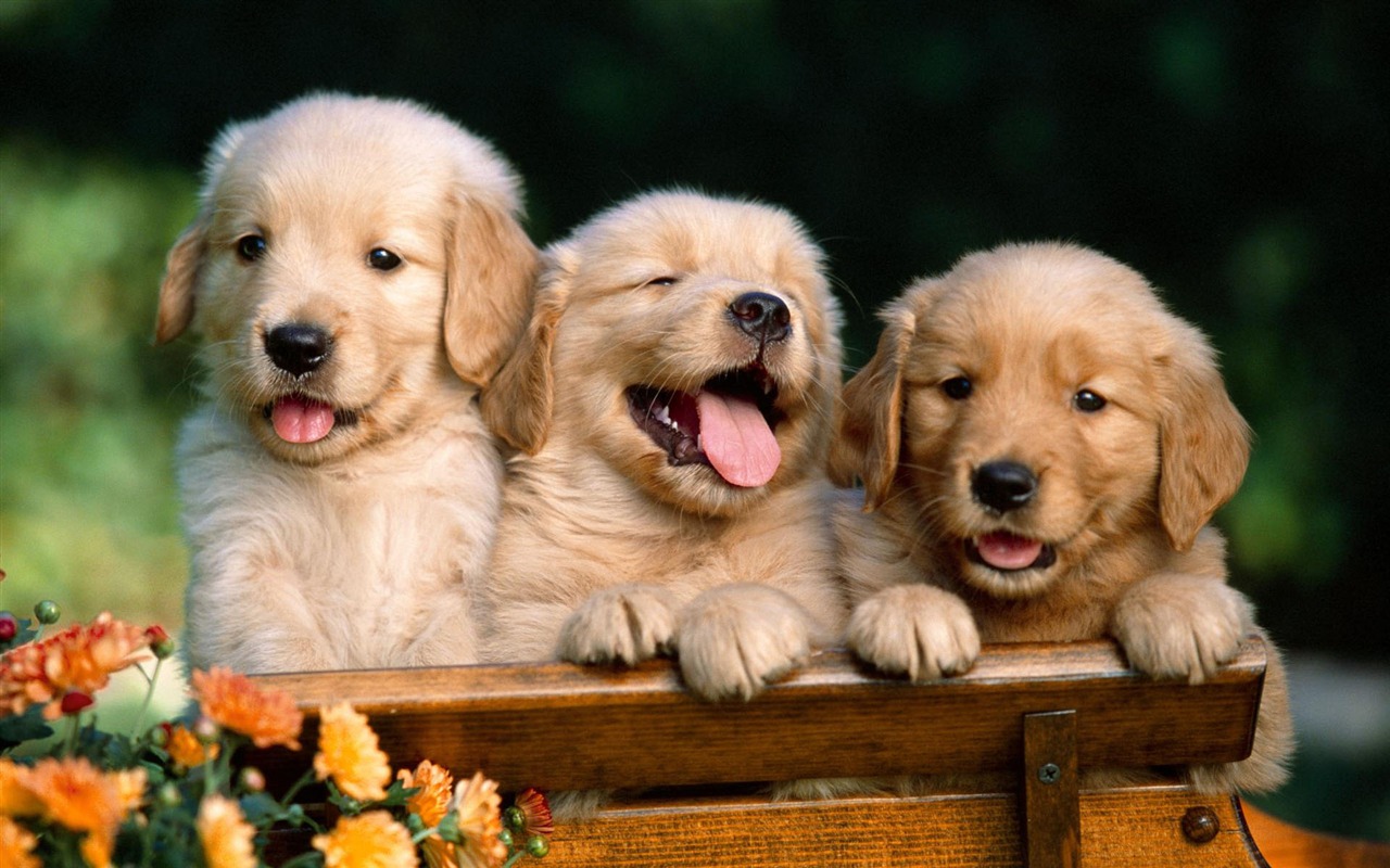 Puppy Photo HD wallpapers (1) #9 - 1280x800