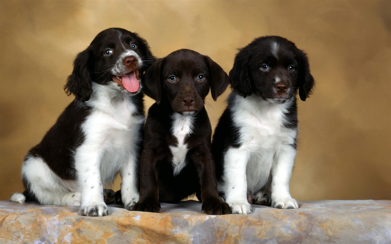 Puppy Photo HD wallpapers (1) #15 - 1280x800