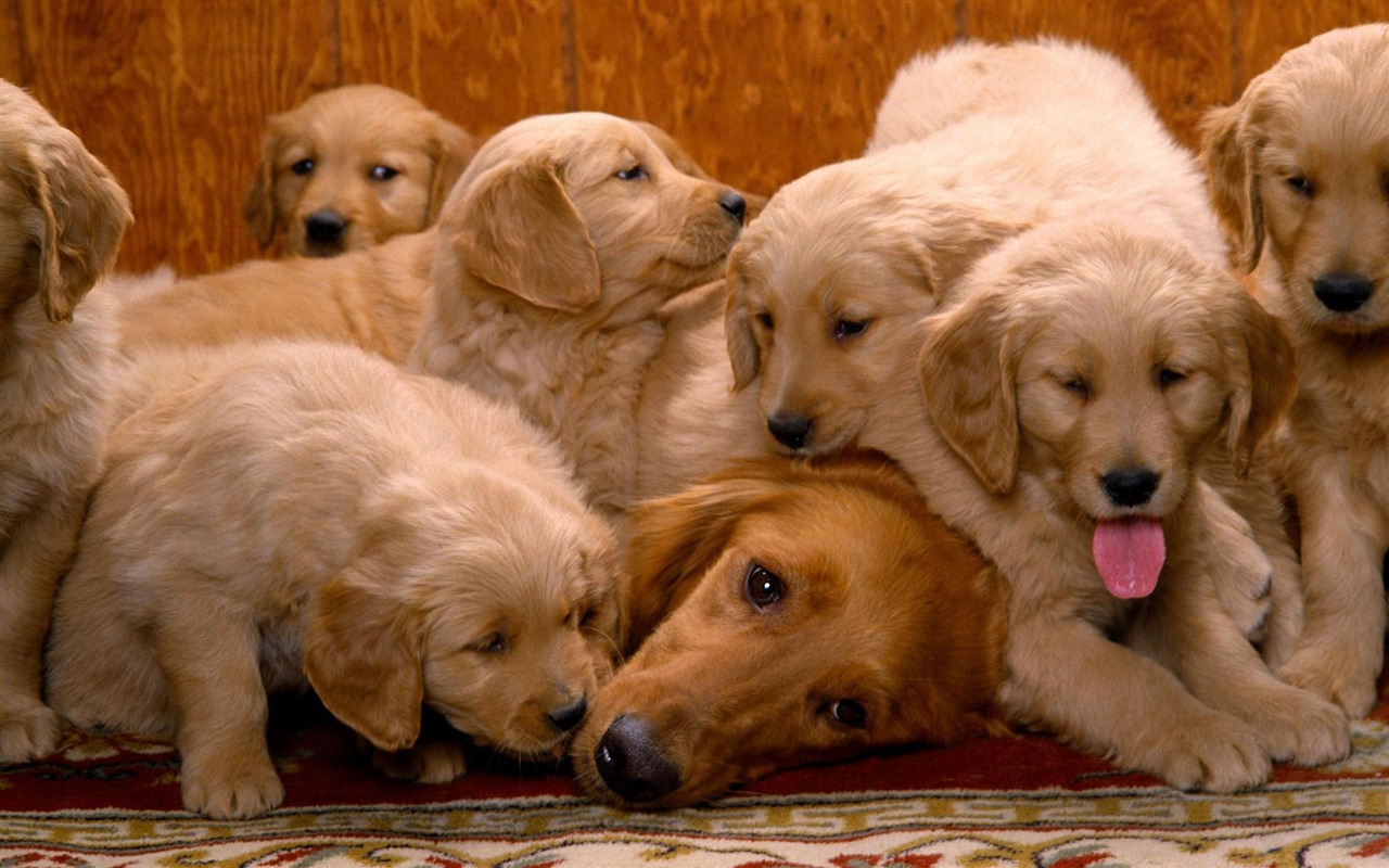 Puppy Photo HD wallpapers (1) #18 - 1280x800
