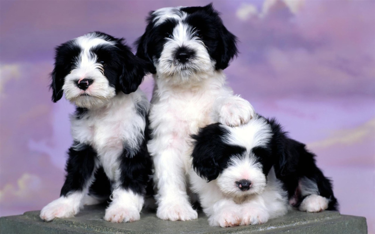 Puppy Photo HD wallpapers (1) #19 - 1280x800
